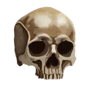 Skull