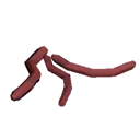 Worms