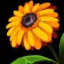 454.webp