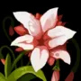 431.webp