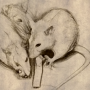 story_haywind_ratcatcher.png