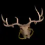 2126.webp
