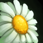 fw_harvest_dandelion.png