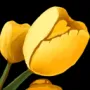 460.webp